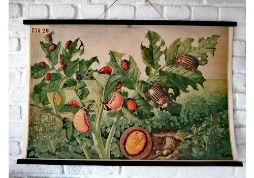 Vintage & Antique Posters